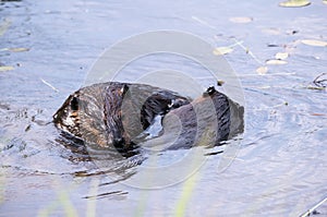 Beaver Stock Photos. Beaver couple.  Fur coat. Beaver wild animal. Image. Picture. Portrait