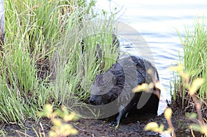 Beaver Stock Photos. Beaver couple by the water.  Image. Picture. Portrait. Background of foliage and water