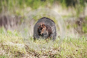 Beaver Stock Photos.  Beaver in the field.  Close-up profile view wild beaver. Image. Portrait. Picture. Beaver in the field.