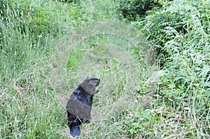 Beaver Stock Photos.  Beaver in the field.  Close-up profile view wild beaver. Image. Portrait. Picture. Beaver in its environment