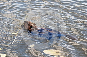 Beaver Stock Photos. Beaver logging a branch to build lodge. North American beaver. Beaver tail. Fur trade economy. Image.