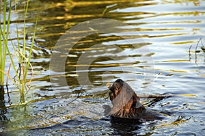 Beaver Stock Photos. Beaver logging a branch to build lodge. North American beaver. Fur trade economy. Image. Portrait. Picture