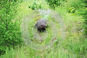 Beaver Stock Photos. Beaver logging a branch to build lodge. North American beaver. Fur trade economy. Image. Portrait. Picture.