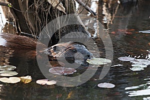 Beaver Stock Photos. Head close-up profile view. Lily pads background and foreground. Image. Picture. Portrait
