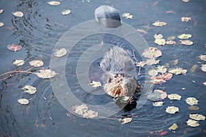 Beaver Stock Photos. Head close-up profile view. Lily pads background and foreground. Image. Picture. Portrait. North American