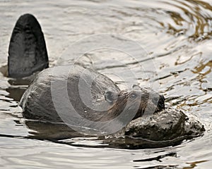 Beaver stock photos. Image. Picture. Portrait. Building a beaver dam