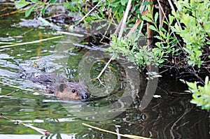 Beaver Stock Photos. Image. Portrait. Picture. Beaver eating. Beaver fur. Beaver in the water. Close-up profile view. Beaver North