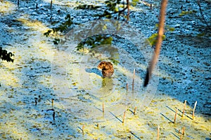 A beaver in swamp landscape in Puerto Madero, nature and water photo