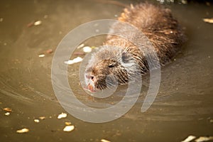 Beaver swimming