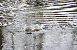 Beaver Swimming And Creating Ripples In Water