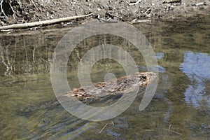 Beaver swimming in water