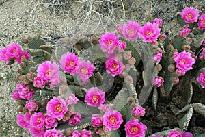 Beaver-tail Cactus in Bloom
