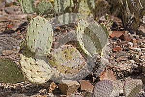 Beaver Tail Cactus, Opuntia basilaris, a pricklypear species