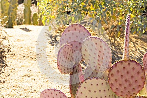 Beaver tail cactus in southern california desert with copy space