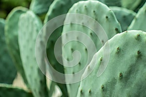 Beaver tail green cactus outside in a park on a sunny day