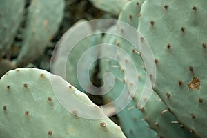 Beaver tail green cactus outside in a park on a sunny day