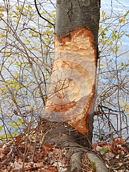 Beaver teeth marks on tree at Dryden Lake NYS FLX