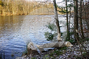 The beaver teeth marks on a tree trunk, tree gnawed by the beaver