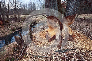 The beaver teeth marks on a tree trunk, tree gnawed by the beaver on river bank photo