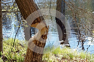 The beaver teeth marks on a tree trunk, tree gnawed by the beaver