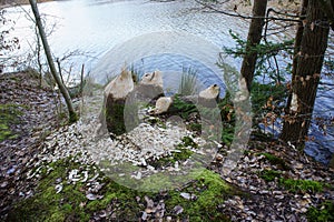 The beaver teeth marks on a tree trunk, tree gnawed by the beaver