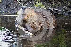 Beaver in the Tetons photo
