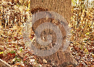 Beaver tooth marks on large tree trunk