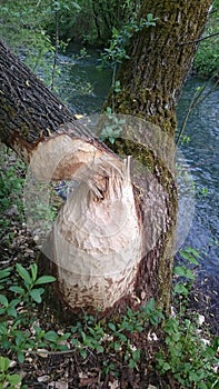 Beaver tree