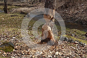 Beaver Tree Damage. They will regularly cut down trees. Beavers eat mostly tree bark and leaves.
