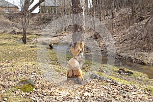 Beaver Tree Damage. They will regularly cut down trees. Beavers eat mostly tree bark and leaves.