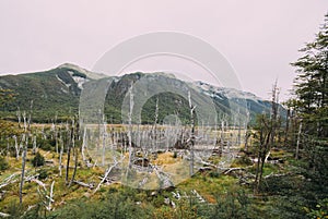 Beaver Tree Deforestation, Tierra Del Fuego,Argentina