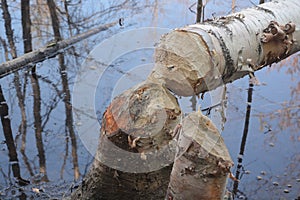 Beaver tree water reflection