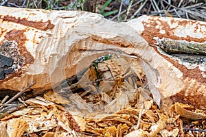 Beaver trees. Tree trunk gnawed, chewed, destroyed, carved, fallen, broken by European beaver