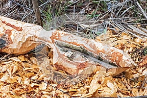 Beaver trees. Tree trunk gnawed, chewed, destroyed, carved, fallen, broken by European beaver