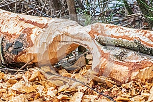 Beaver trees. Tree trunk gnawed, chewed, destroyed, carved, fallen, broken by European beaver