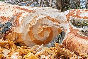 Beaver trees. Tree trunk gnawed, chewed, destroyed, carved, fallen, broken by European beaver