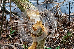 Beaver trees. Tree trunk gnawed, chewed, destroyed, carved, fallen, broken by European beaver