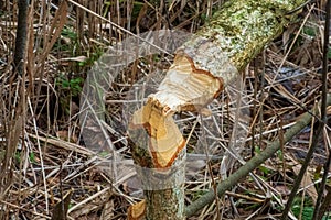 Beaver trees. Tree trunk gnawed, chewed, destroyed, carved, fallen, broken by European beaver