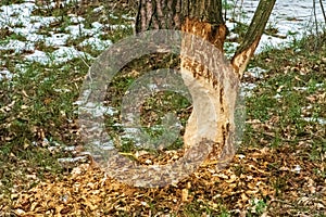 Beaver trees. Tree trunk gnawed, chewed, destroyed, carved, fallen, broken by European beaver