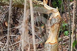 Beaver trees. Tree trunk gnawed, chewed, destroyed, carved, fallen, broken by European beaver