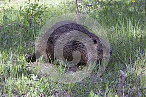 Beaver walking towards river