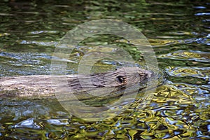 Beaver in water