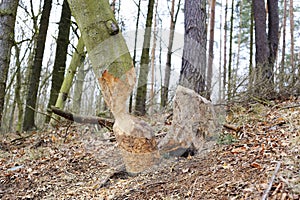 Beaver work