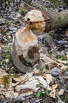 Beaver work