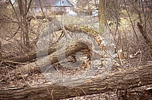 Beaver work