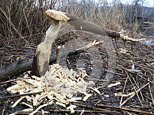 Beaver work. Cutting tree