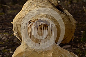 Beaver work freshly chopped aspen tree trunk