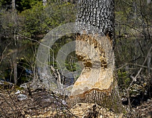 Beaver work unfinished