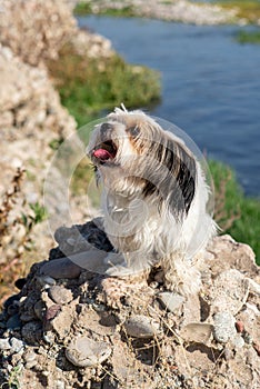 Bever Yorkshire Terrier walks outdoor, funny, dirty and ungroomed. Pet photo