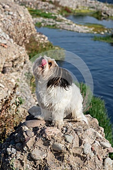 Bever Yorkshire Terrier walks outdoor, funny, dirty and ungroomed. Pet photo